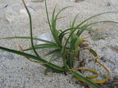 Carex des sables. Agrandir dans une nouvelle fenêtre (ou onglet)